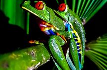 Rio Celeste Nature Night Walk