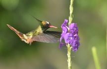 Birding in the Rainforest 