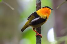 Birding in the Rainforest 