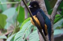 Birding in the Rainforest 