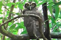 Birding in the Rainforest 