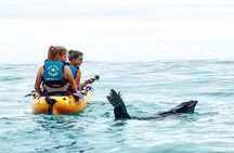 Seal Kayaking Adventure in Kaikoura