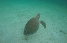 Akumal Marine Turtle Daily Tour