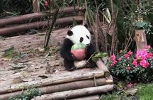 Chengdu Panda Tour and local Culture Experience