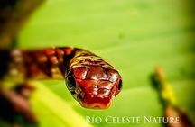Rio Celeste Nature Night Walk