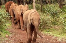 Day tour to Giraffe center and Karen Blixen Nairobi