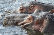 2 Days Wildlife game drives Through Tarangire and Ngorongoro Crater