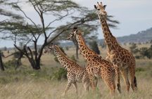2 Days Wildlife game drives Through Tarangire and Ngorongoro Crater
