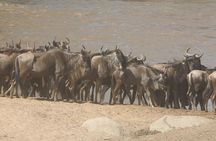 4 Days Tanzania Budget Safari