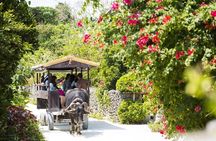 Ishigaki Phantom Island Snorkeling Taketomi Island Sightseeing