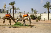 Marrakesh day trip from Casablanca with Moroccan lunch and camel ride