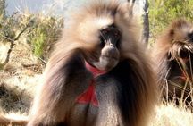 Day Trip to Debre Libanos and Blue Nile Gorge