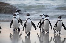 Private Cape Peninsula Tour, With Close Range Penguin Encounter From Cape Town.