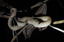 Forest Night Tour in Monteverde/Guide & Entrace fee.