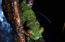 Forest Night Tour in Monteverde/Guide & Entrace fee.