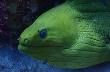 Discover Diving in Curacao
