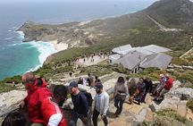 Swim with Penguins At Boulders Chapman's Peak Exc Entry Fees