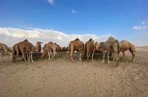 Abu Dhabi Morning Desert Safari,Dune Bashing,Sandboarding,Camel Riding&Quad Bike
