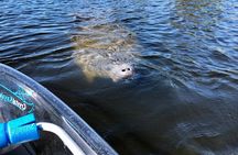 Clear Kayak Tour of Tarpon Springs | Manatee Season
