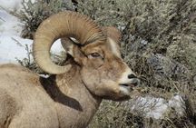 Grand Teton Park & Jackson Hole - PRIVATE Full-Day Wildlife Tour