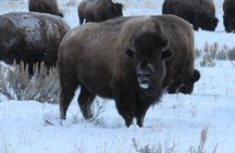 Jackson Hole & Grand Teton Park - Half-Day Wildlife Tour - Afternoon