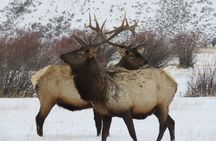 Grand Teton Park & Jackson Hole - PRIVATE Full-Day Wildlife Tour