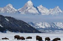 Grand Teton Park & Jackson Hole - PRIVATE Full-Day Wildlife Tour