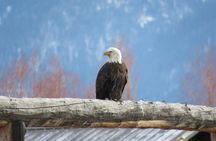 Grand Teton Park & Jackson Hole - PRIVATE Full-Day Wildlife Tour