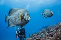 Two tanks local diving for certified divers, SCUBA gear included