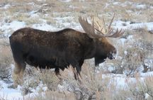 Jackson Hole & Grand Teton Park - Half-Day Wildlife Tour - Afternoon