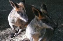 Private Guided Tour from Sydney to Blue Mountains National Park