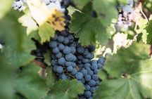 Wine Tour Experience at Agricola Tamburini