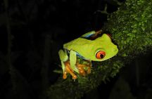 Night Walk Experience at Natura Eco Park, (frogs snakes mammals insects birds)