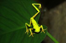 Night Walk Experience at Natura Eco Park, (frogs snakes mammals insects birds)
