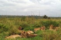 Half-Day Nairobi National Park Safari from Nairobi with Free Pickup