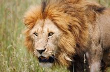 4 Days Tanzania Safaris To Tarangire, Serengeti And Ngorongoro Big 5 Safaris