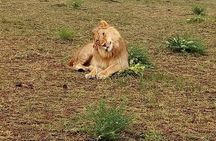 4 Day Safari: Tarangire, Serengeti & NgoroNgoro Crater