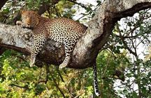 4 Day Safari: Tarangire, Serengeti & NgoroNgoro Crater