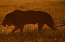 7 Days Maasai Mara/L.Nakuru/Amboseli
