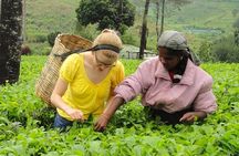 Tea Tasting in Nuwara Eliya