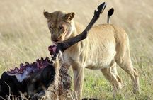 6 Days Safari- Mikumi NP,Udzungwa Mountains NP,and Selous GR