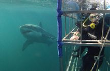 CapeTown: Shark Cage Diving Experience with Scuba 