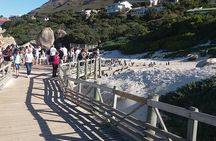 Swim with Penguins At Boulders Chapman's Peak Exc Entry Fees