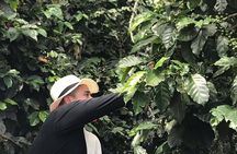 Coffee Tour - All inclusive - Medellín