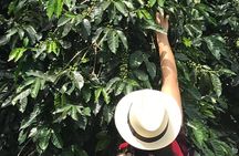 Coffee Tour - All inclusive - Medellín