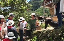 Coffee Tour - All inclusive - Medellín
