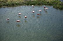 Wetlands Tour with Wall of Tears from Isabela Island