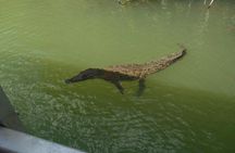 Black River Safari, YS Falls and Flyod's Pelican Bar