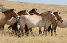 All Mongolia in 4 days