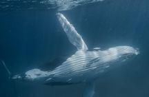 Humpback Whale Safari